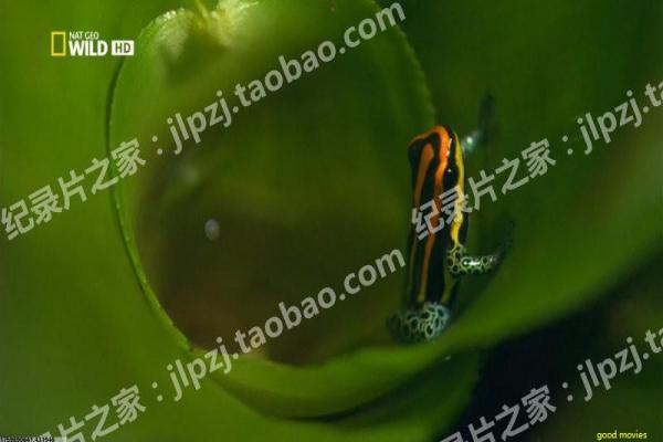 《情迷大话王》影视解析全析 - 大话王情迷的搞笑爱情喜剧