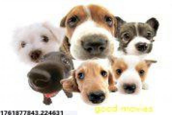 《半妖倾城2》半妖倾城2的奇幻爱情故事情