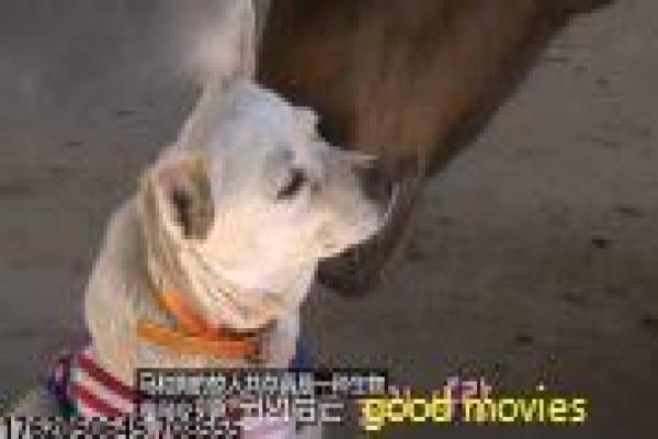 致命追缉令-致命追缉令的警匪追捕,深度解析动作片的卧底与犯罪对决